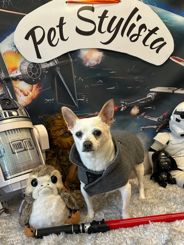 Pet Stylista — photo from the business 3