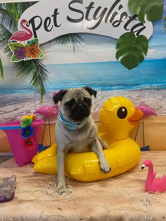 Customer photo of work by Pet Stylista, from Naida Enriquez's review
