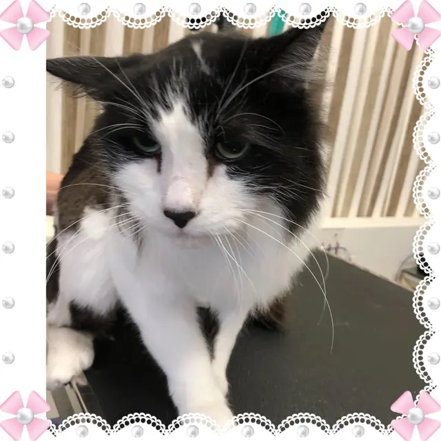 Pet Stylista — photo from the business 9