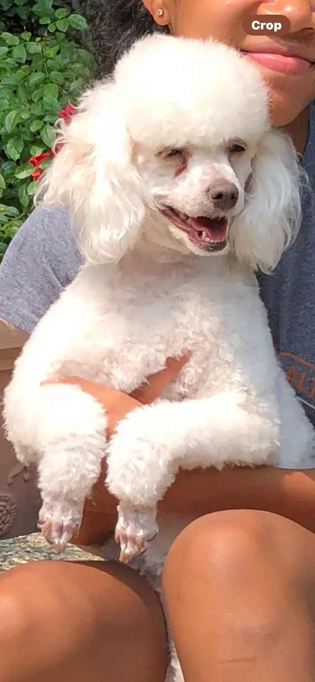 Customer photo of work by TOP DAWG MPG SERVICES LLC MOBILE PET GROOMING, from Julie Smith's review