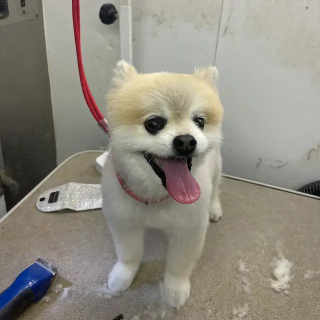 TOP DAWG MPG SERVICES LLC MOBILE PET GROOMING — photo from the business 7