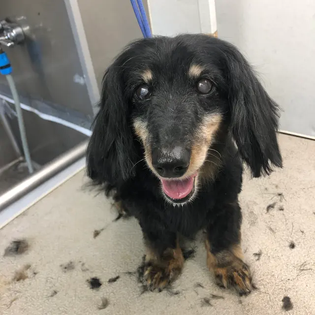 TOP DAWG MPG SERVICES LLC MOBILE PET GROOMING — photo from the business 10