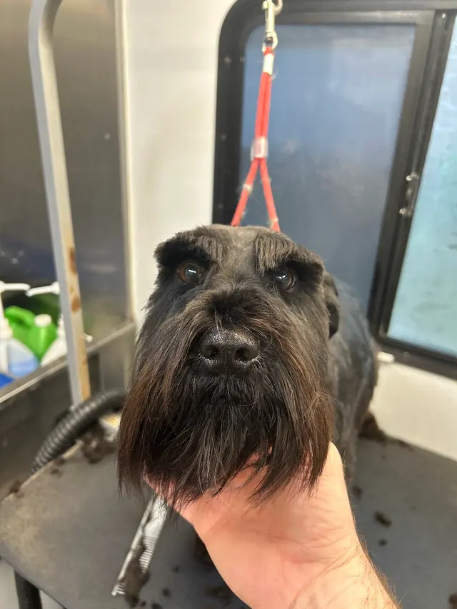 TOP DAWG MPG SERVICES LLC MOBILE PET GROOMING — photo from the business 3