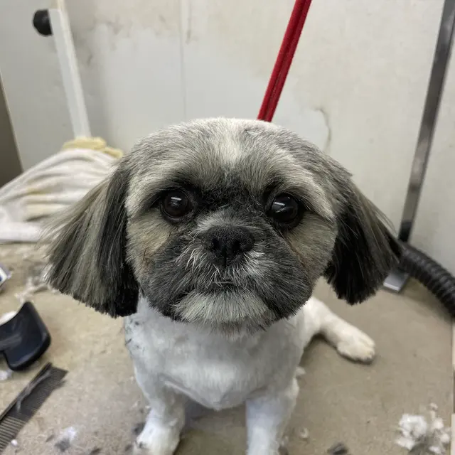TOP DAWG MPG SERVICES LLC MOBILE PET GROOMING — photo from the business 4