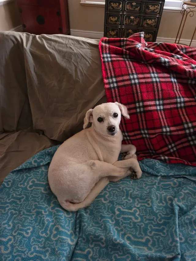 Customer photo of work by TOP DAWG MPG SERVICES LLC MOBILE PET GROOMING, from Candace Mapel's review