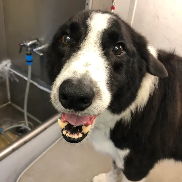 TOP DAWG MPG SERVICES LLC MOBILE PET GROOMING — photo from the business 8