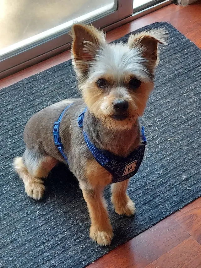 TOP DAWG MPG SERVICES LLC MOBILE PET GROOMING — customer photo 11