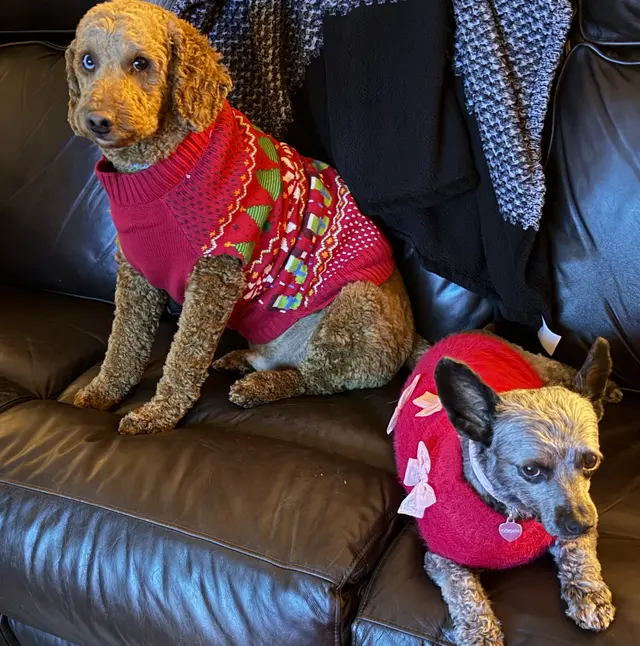 Customer photo of work by TOP DAWG MPG SERVICES LLC MOBILE PET GROOMING, from Desiree Thompson's review