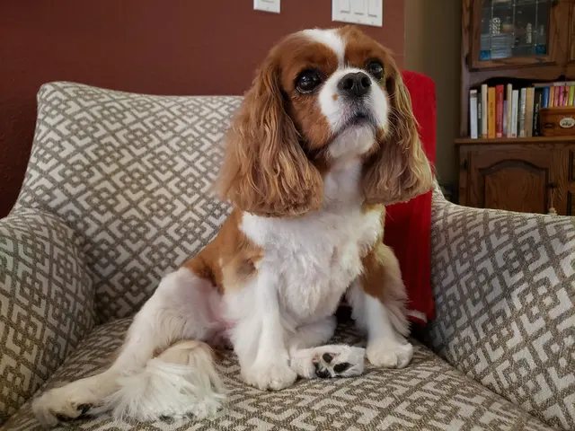 TOP DAWG MPG SERVICES LLC MOBILE PET GROOMING — customer photo 2