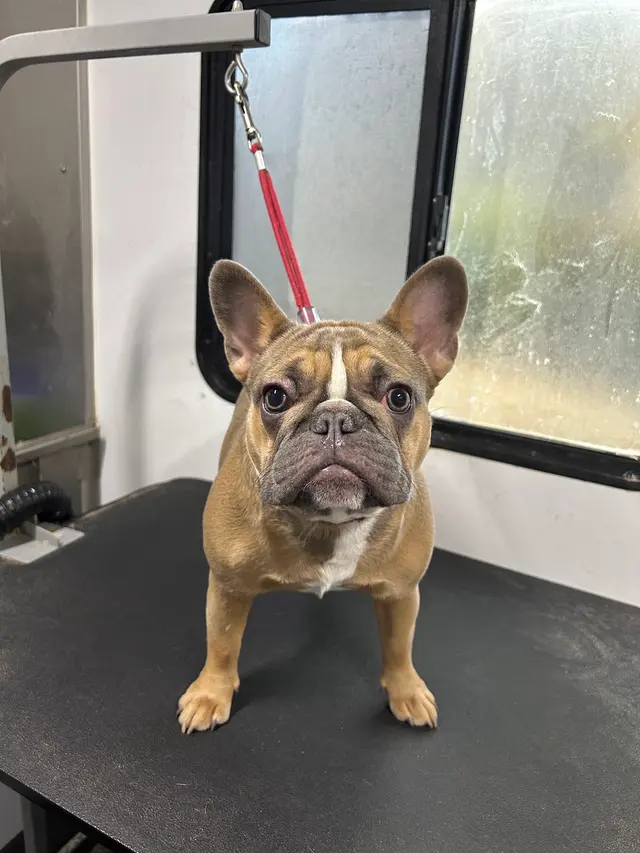 TOP DAWG MPG SERVICES LLC MOBILE PET GROOMING — photo from the business 6