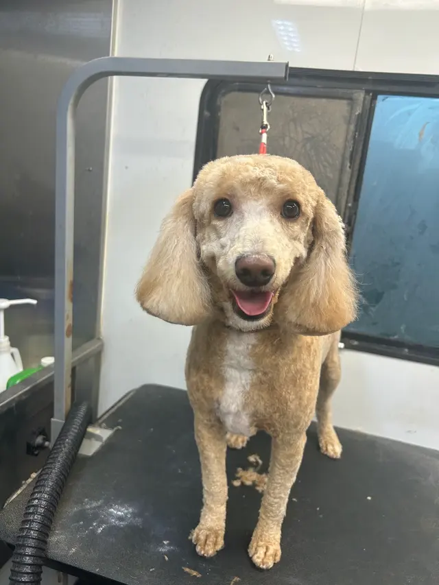 TOP DAWG MPG SERVICES LLC MOBILE PET GROOMING — photo from the business 9