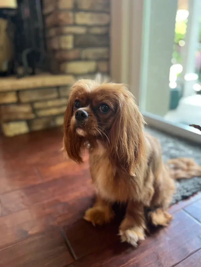 Customer photo of work by TOP DAWG MPG SERVICES LLC MOBILE PET GROOMING, from Ken Philp's review