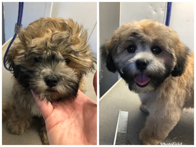 TOP DAWG MPG SERVICES LLC MOBILE PET GROOMING — photo from the business 5