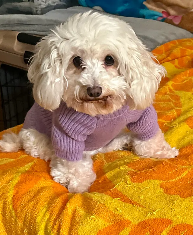 Customer photo of work by TOP DAWG MPG SERVICES LLC MOBILE PET GROOMING, from Julie Smith's review
