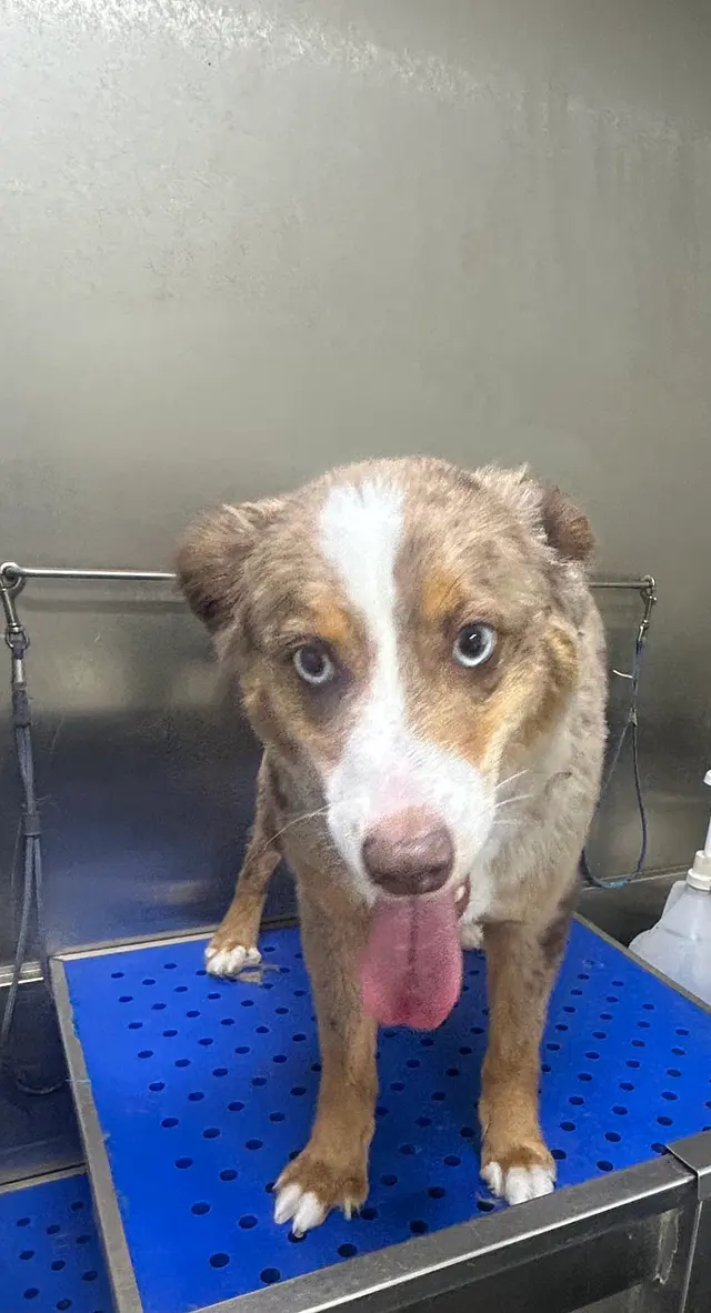 TOP DAWG MPG SERVICES LLC MOBILE PET GROOMING — photo from the business 12