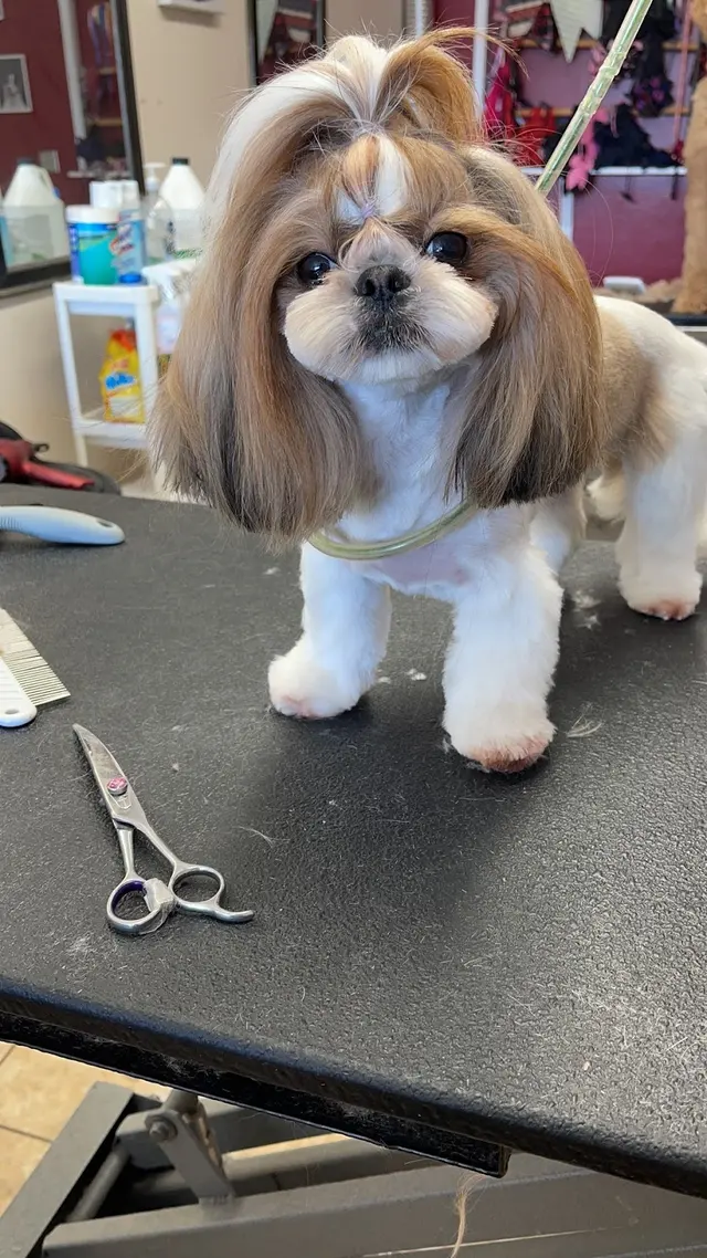 Superior Pet Grooming — photo from the business 12