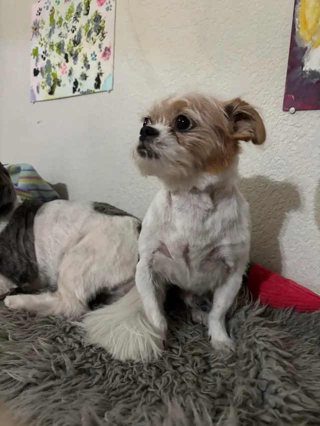 Customer photo of work by Superior Pet Grooming, from Dana B's review