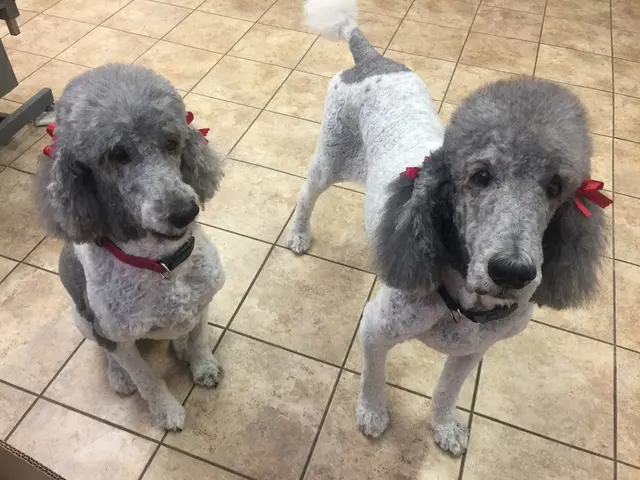 Superior Pet Grooming — photo from the business 10
