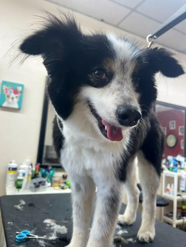 Superior Pet Grooming — photo from the business 9