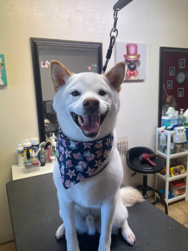 Superior Pet Grooming — photo from the business 4