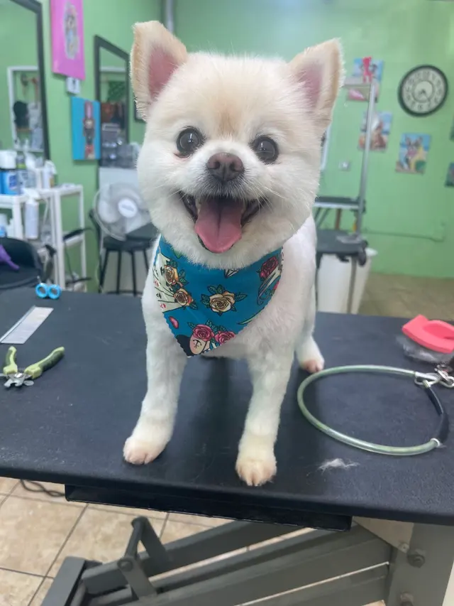 Superior Pet Grooming — photo from the business 3