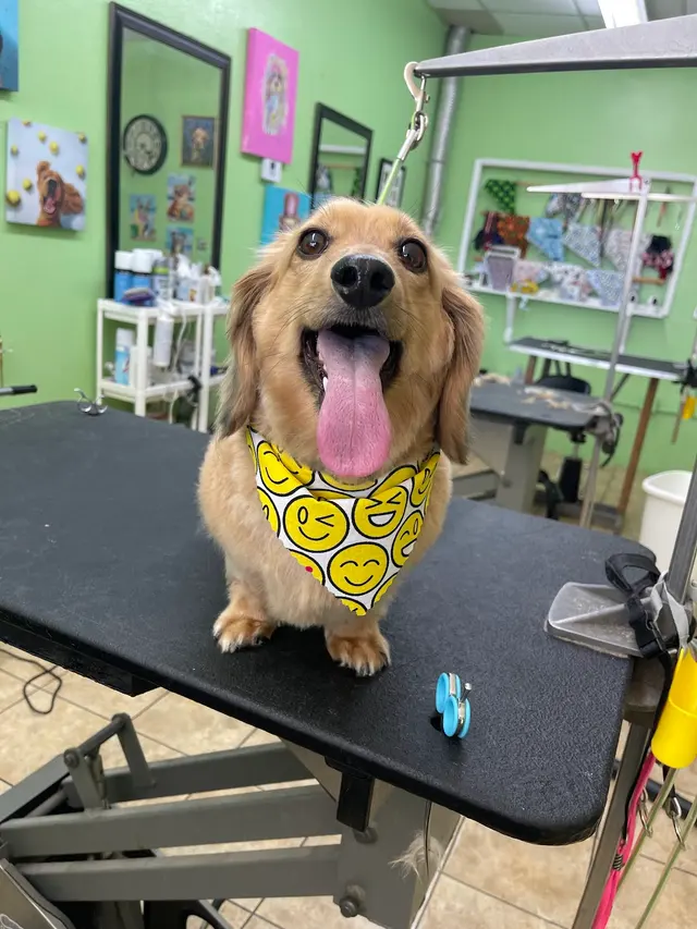 Superior Pet Grooming — photo from the business 2