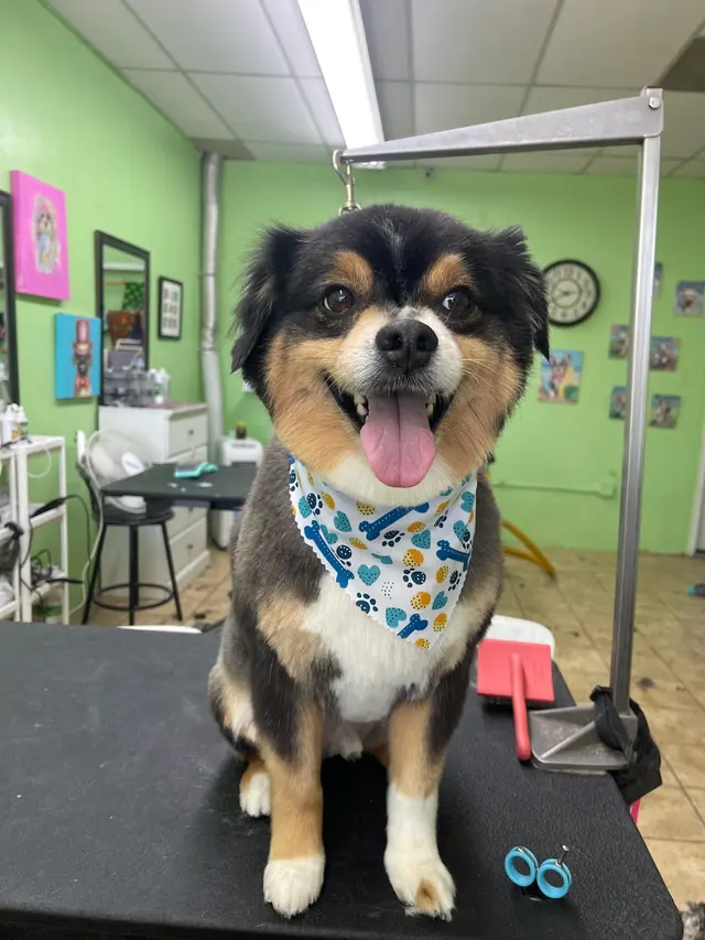 Superior Pet Grooming — photo from the business 6