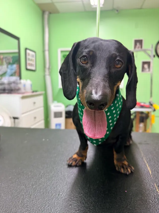 Superior Pet Grooming — photo from the business 8