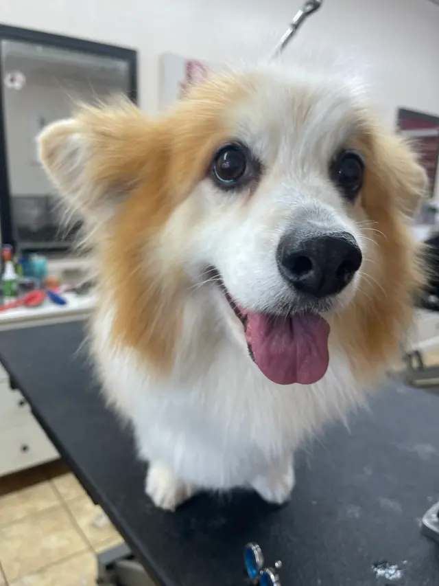 Superior Pet Grooming — photo from the business 11