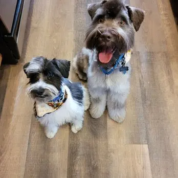 Superior Pet Grooming — customer photo 5