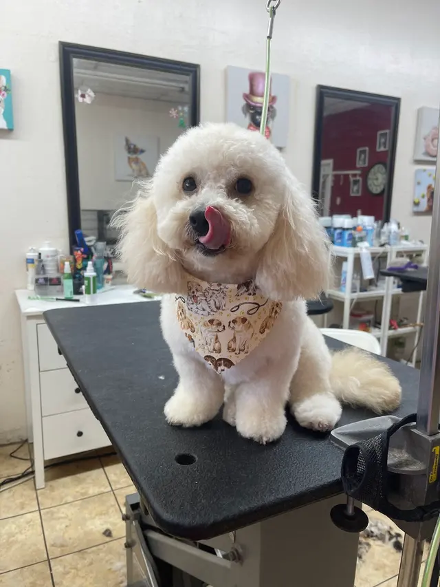 Superior Pet Grooming — photo from the business 1