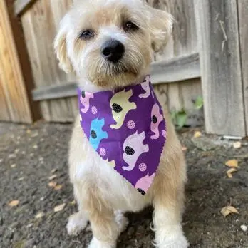 Superior Pet Grooming — customer photo 7