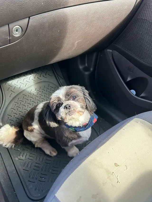 Customer photo of work by Superior Pet Grooming, from Michael Robertson's review