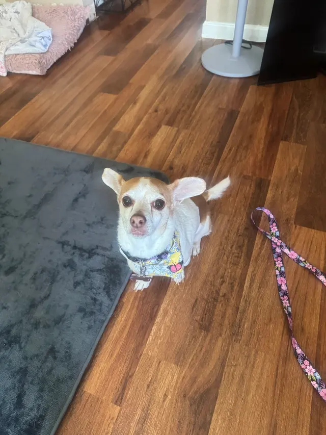 Customer photo of work by Barks N Bubbles Mobile Paw Spaw, from Honey Treat Yogurt's review