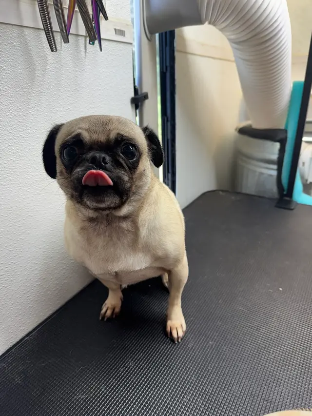 Barks N Bubbles Mobile Paw Spaw — photo from the business 8