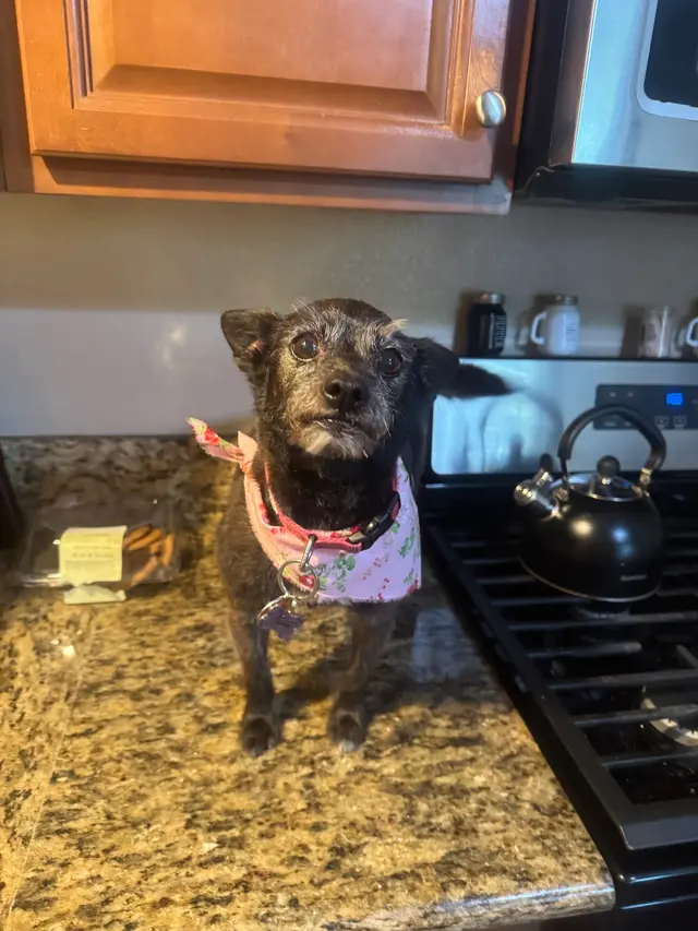 Barks N Bubbles Mobile Paw Spaw — customer photo 9