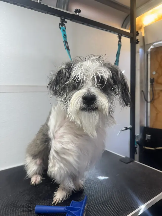 Barks N Bubbles Mobile Paw Spaw — photo from the business 2