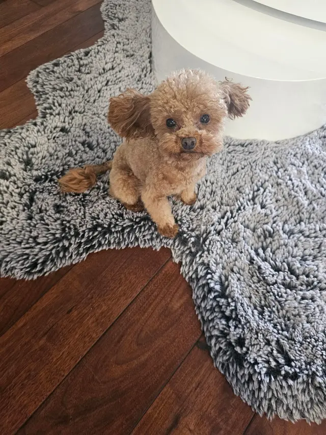 Barks N Bubbles Mobile Paw Spaw — customer photo 11