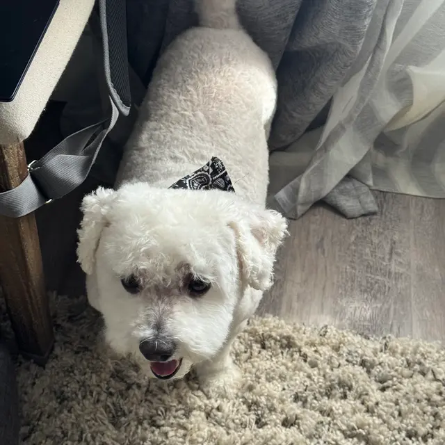 Barks N Bubbles Mobile Paw Spaw — customer photo 6