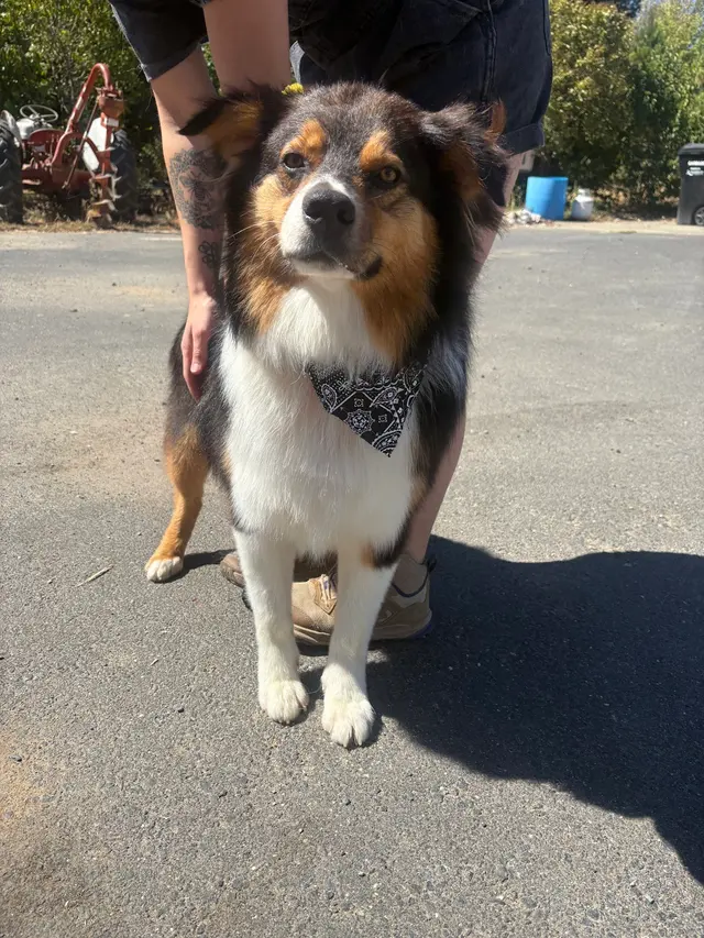 Barks N Bubbles Mobile Paw Spaw — photo from the business 12