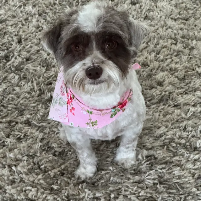 Customer photo of work by Barks N Bubbles Mobile Paw Spaw, from Donna JK's review