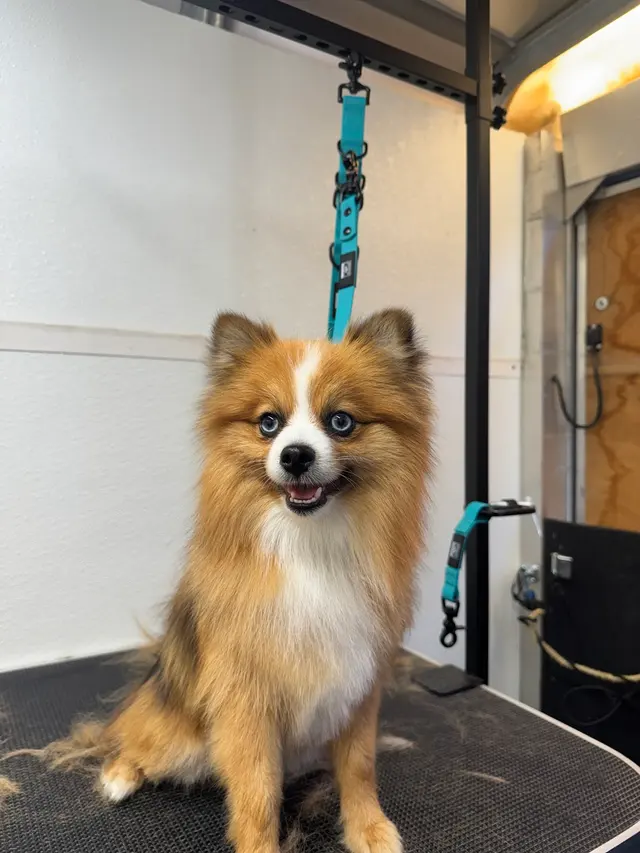Barks N Bubbles Mobile Paw Spaw — photo from the business 4