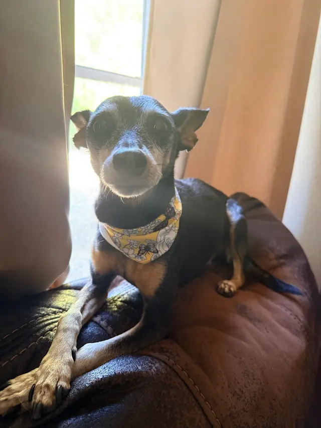 Customer photo of work by Barks N Bubbles Mobile Paw Spaw, from Sandra Estrada's review
