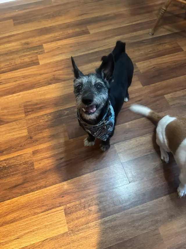 Barks N Bubbles Mobile Paw Spaw — customer photo 7