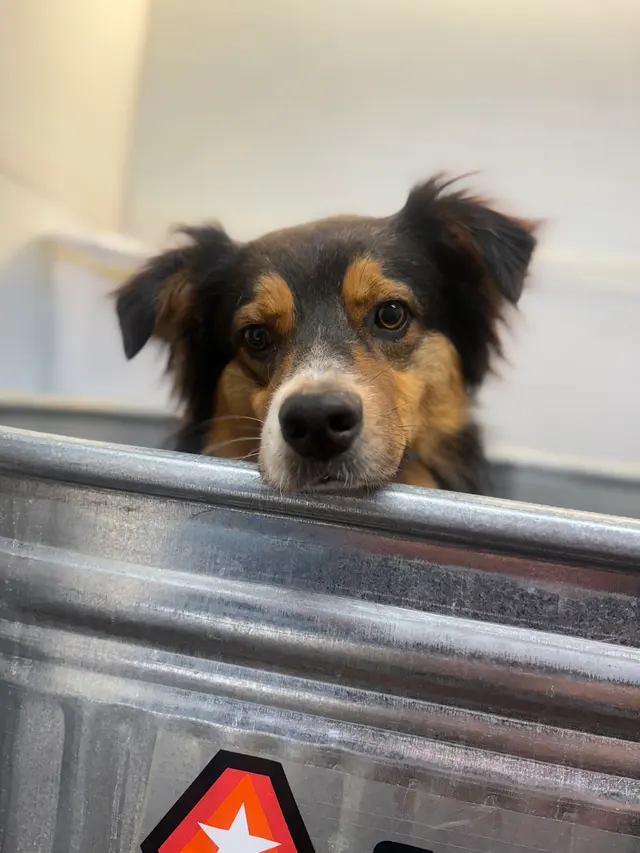 Barks N Bubbles Mobile Paw Spaw — photo from the business 10
