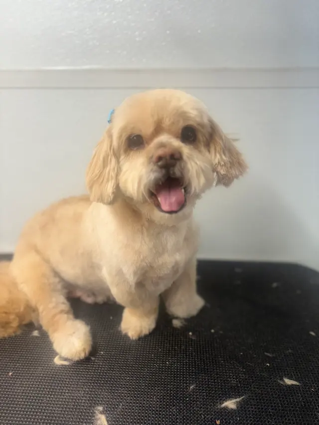 Barks N Bubbles Mobile Paw Spaw — photo from the business 3