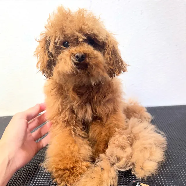 Barks N Bubbles Mobile Paw Spaw — photo from the business 5