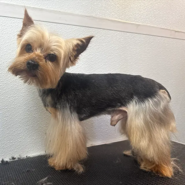 Barks N Bubbles Mobile Paw Spaw — photo from the business 1