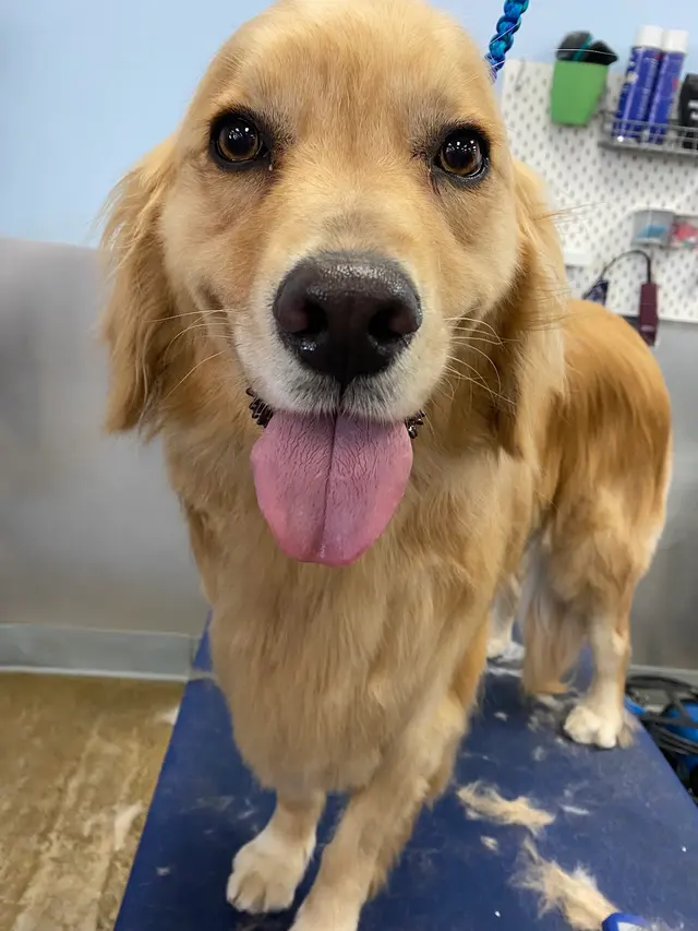 Bath & Biscuits — photo from the business 7