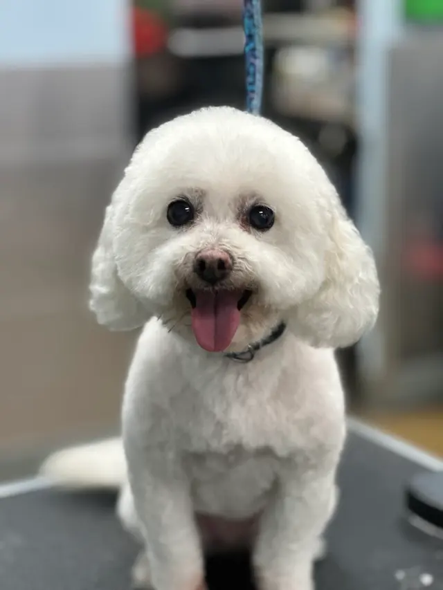 Bath & Biscuits — photo from the business 5